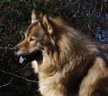 neu (13)